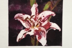 Red and White Lily